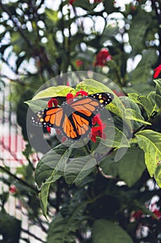 La mariposa Monarca II photo