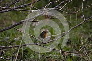 pettirosso in natura photo