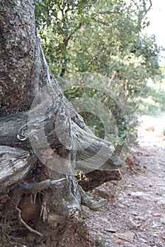 La Mola forest in the El Valles region Barcelona (Catalonia) next to Montserrat. Oak tree. photo