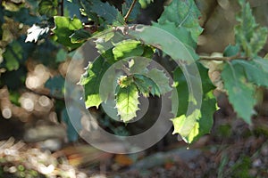 La Mola forest in the El Valles region Barcelona (Catalonia) next to Montserrat. Oak tree. photo