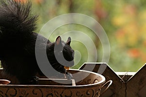 La nature en automne au quÃÂ©bec / Lovely squirrels photo