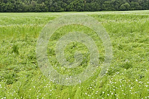 La Neuville Chant d Oisel, France - june 22 2016 : flax field