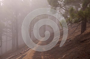 La Palma, landscapes along the long-range popular hiking route Ruta de Los Volcanes