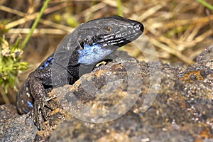 La Palma lizard, Sizeable lizard, Caldera de Taburiente National Park, Canary Islands, Spain