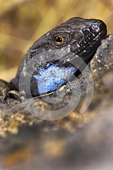 La Palma lizard, Sizeable lizard, Caldera de Taburiente National Park, Canary Islands, Spain