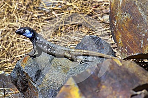 La Palma lizard, Sizeable lizard, Caldera de Taburiente National Park, Canary Islands, Spain