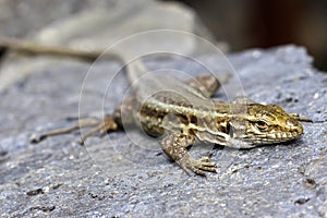 La Palma lizard, Sizeable lizard, Caldera de Taburiente National Park, Canary Islands, Spain