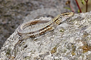 La Palma Lizard, Sizeable lizard, Wall lizard, Gallotia galloti palmae, Caldera de Taburiente National Park