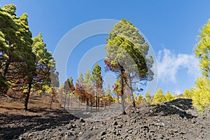 La palma ruta de los vulcanos fall trees photo