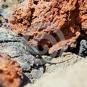 La Palma typical lizard Tizon Gallotia galloti palmae photo