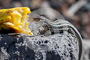 La Palma wall lizards gallotia galloti palmae eating discarded banana on volcanic rock. The male lizard has light blue coloring