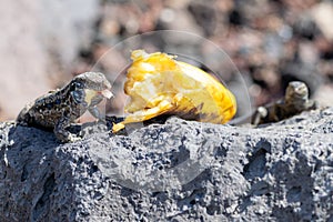 La Palma wall lizards gallotia galloti palmae with a mouthful of discarded banana on volcanic rock. The male lizard has light