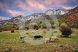 La Palud-sur-Verdon, Provence, France: landscape of the Natural Park of Verdon