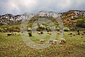 La Palud-sur-Verdon, Provence, France: landscape of the Regional Natural Park of Verdon with a flock of sheep