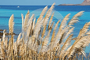 La Pelosa beach