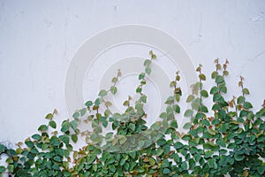 La plante creeper verte sur un mur.
