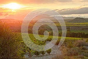 La Rioja. Spain. Vineyard at sunset