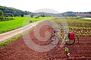 La Rioja vineyard fields in The Way of Saint James photo