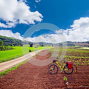 La Rioja vineyard fields in The Way of Saint James