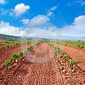 La Rioja vineyard fields in The Way of Saint James