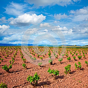 La Rioja vineyard fields in The Way of Saint James