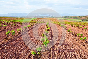 La Rioja vineyard fields in The Way of Saint James