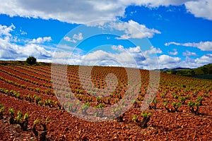 La Rioja vineyard fields in The Way of Saint James