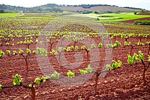 La Rioja vineyard fields in The Way of Saint James