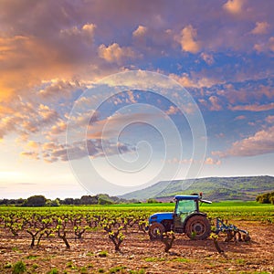 La Rioja vineyard in The Way of Saint James