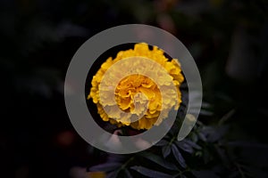 La Rosa Bianca yellow flower with soft black bokeh background