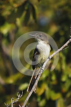 La Sagra flycatcher Myiarchus sagra sitting on the branch. Cuban songbird on a branch on the islets around Cuba photo