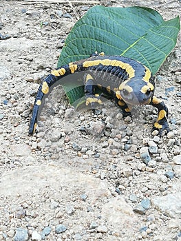 Salamandre en promenade photo