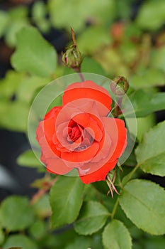 La Sevillana Rose photo