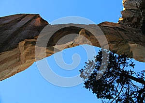 La Ventana Arch from Below with Tree photo