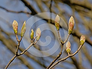 Leaf buds of a chestnut tree