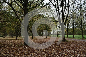 Laagse Bergse Bos in the Netherlands during the autumn