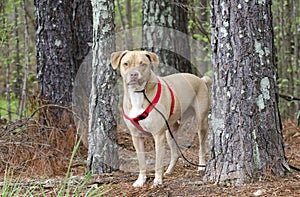 Lab American Bulldog mixed breed dog with red harness, pet adoption photography