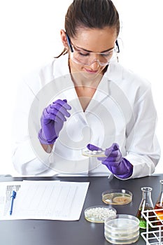 Lab assistant check petri dish with bacterium,