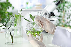 Lab assistant holding flask with leaves on blurred background, closeup.