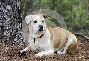 Lab Bulldog mixed breed dog laying down, pet adoption photography