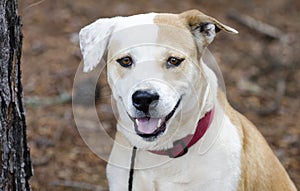 Lab Bulldog mixed breed dog, pet adoption photography