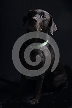 Lab Chocolate Dog with black background