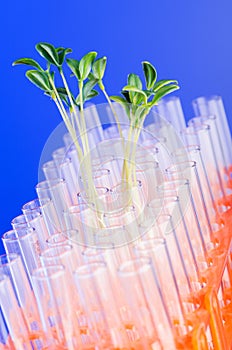 Lab experiment with grass