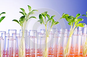Lab experiment with seedlings