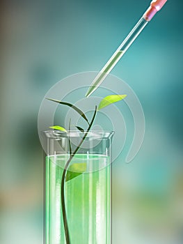 Lab flask and plant