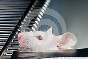 Lab mouse