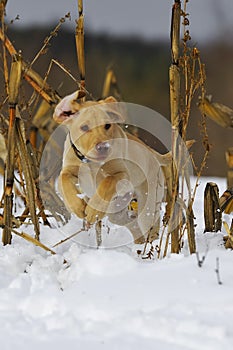 Lab Puppy 3