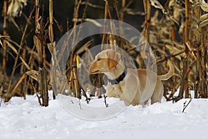 Lab Puppy 3