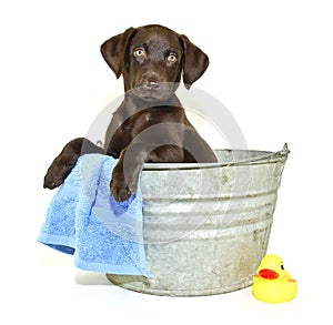 Lab Puppy Getting a Bath