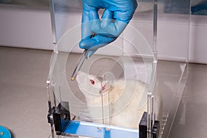 Lab rat and medical devices photo